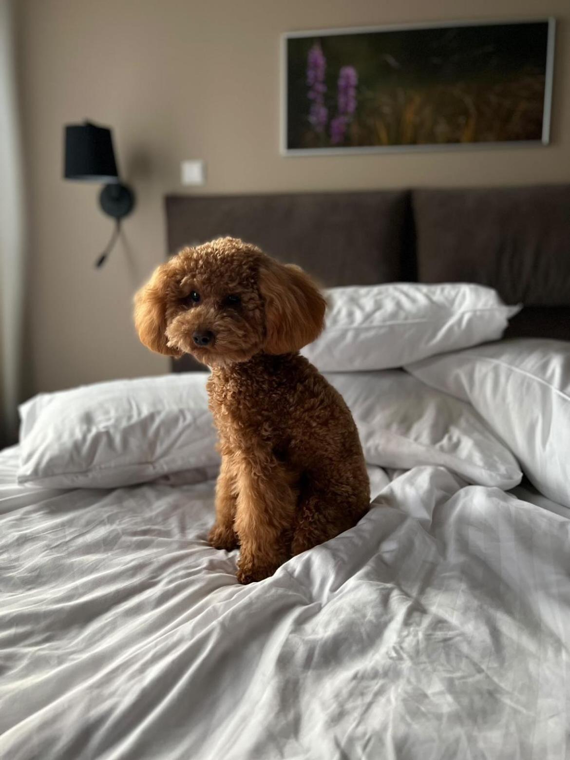 Johan Design & Spa Hotel クレサーレ エクステリア 写真